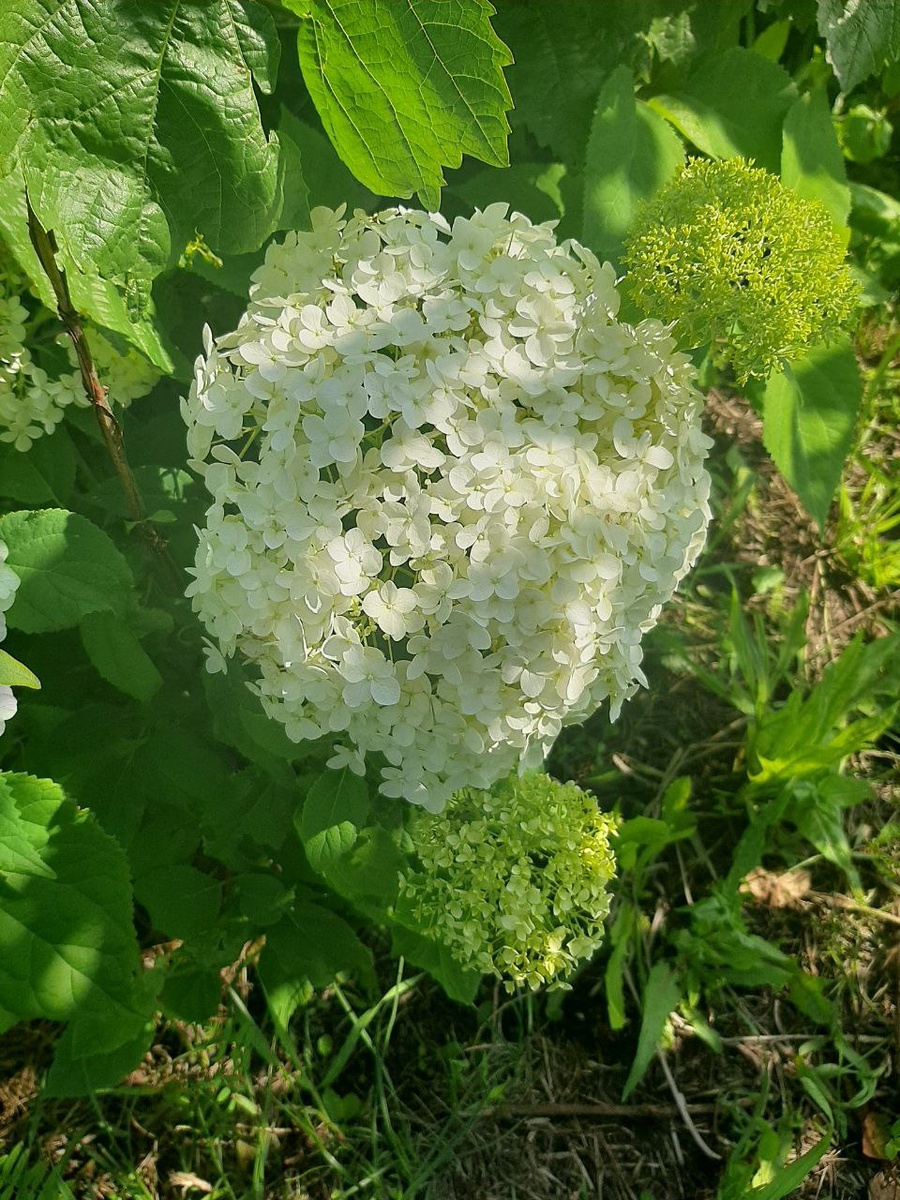 Гортензия древовидная, сорт Annabelle