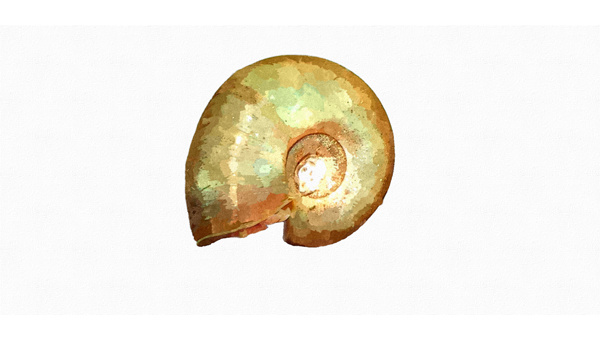 Катушка роговая (Planorbarius corneus)