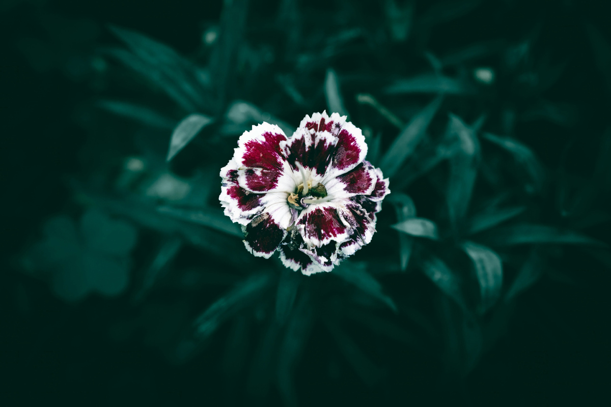 Картинка с бесплатного фотостока https://unsplash.com, автор Wyxina Tresse