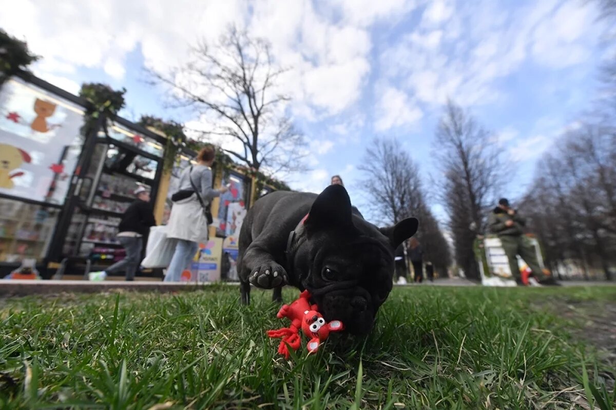    В многочасовой пробке на Крымском мосту от жары умер французский бульдог