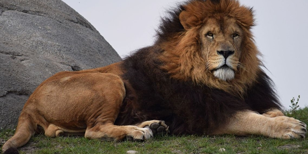 Сафари парк Тайган, Крым. Реальные отзывы о парке от посетителей: Ухоженные животные, чистые вольеры. Ландшафтный парковый комплекс.