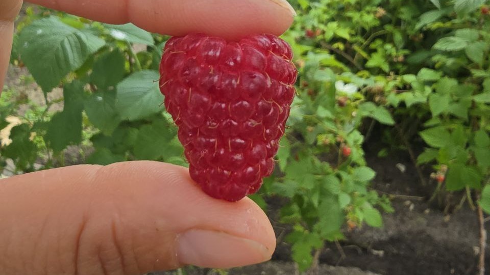 Ягода на малине будет крупной и сладкой- что надо делать в июле