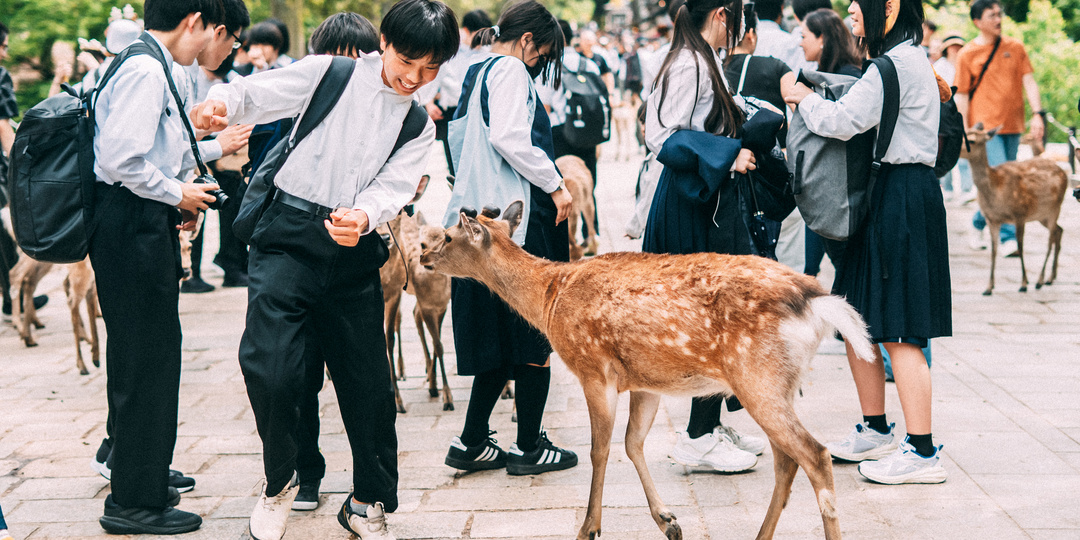 Япония на майские. Нара, олени и переезд