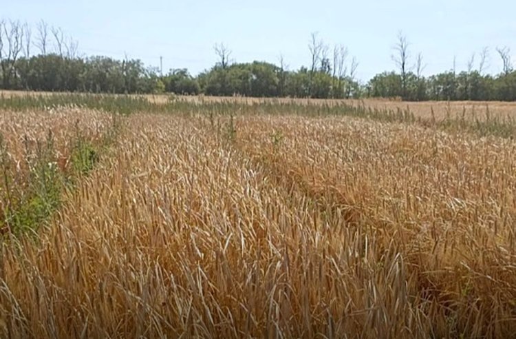    Фото: Правительство Республики Калмыкия