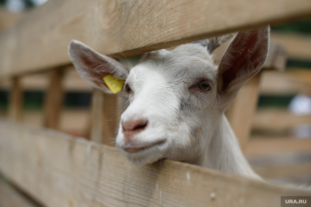 Пенсионер настроил против себя и коз целый район (архивное фото). Фото: Дарья Попова © URA.RU