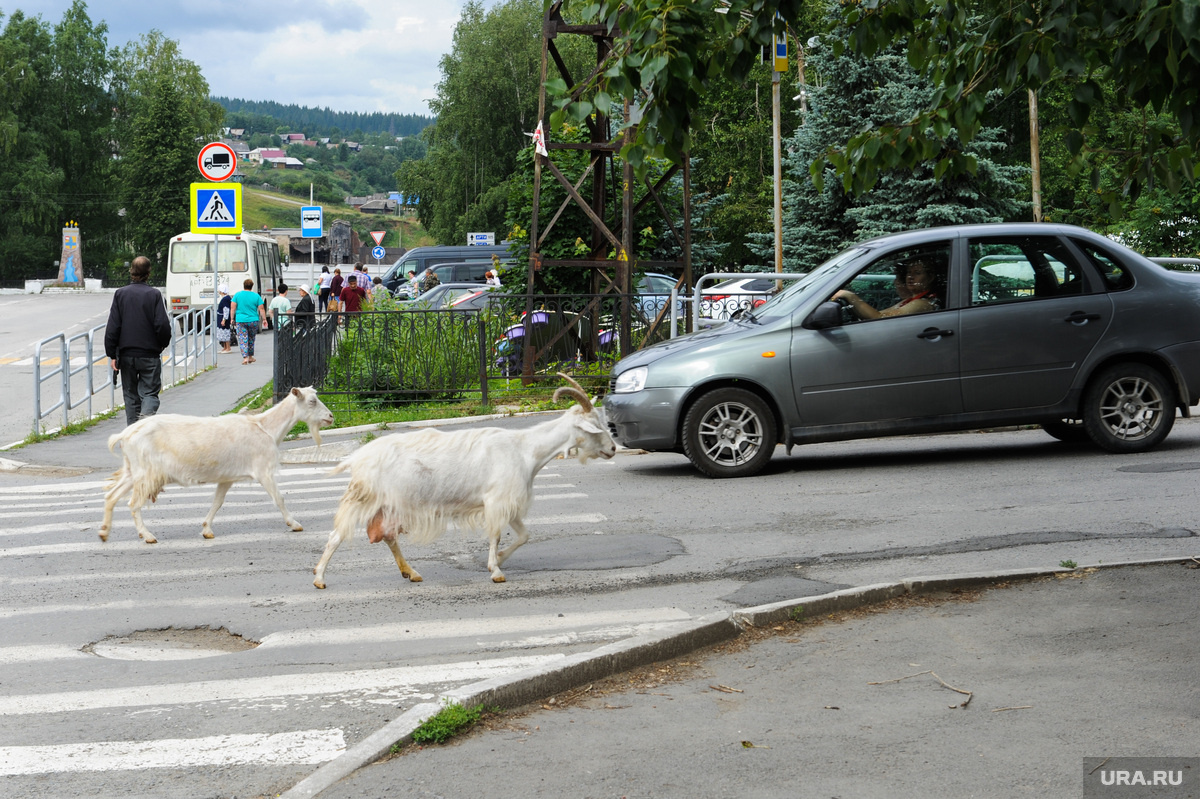 Жители района жаловались, что козы прыгают по их машинам (архивное фото). Фото: Вадим Ахметов © URA.RU