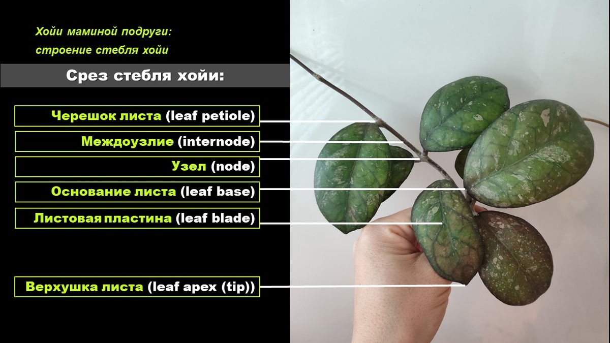 Строение стебля хойи. Хойи маминой подруги ©