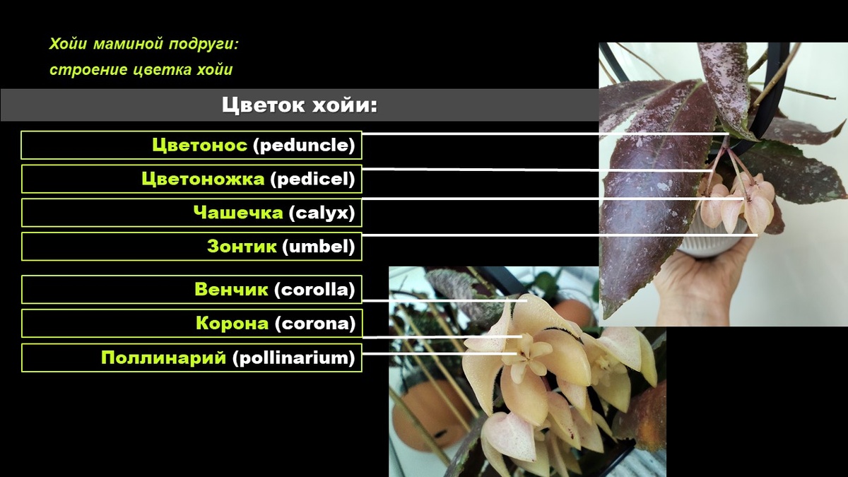 Строение цветка хойи. Хойи маминой подруги ©