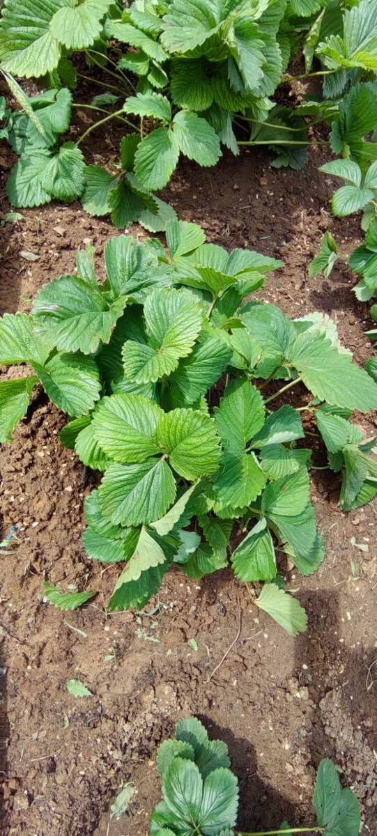 Куст должен быть со здоровыми листьями, сильным, взрослым после плодоношения.