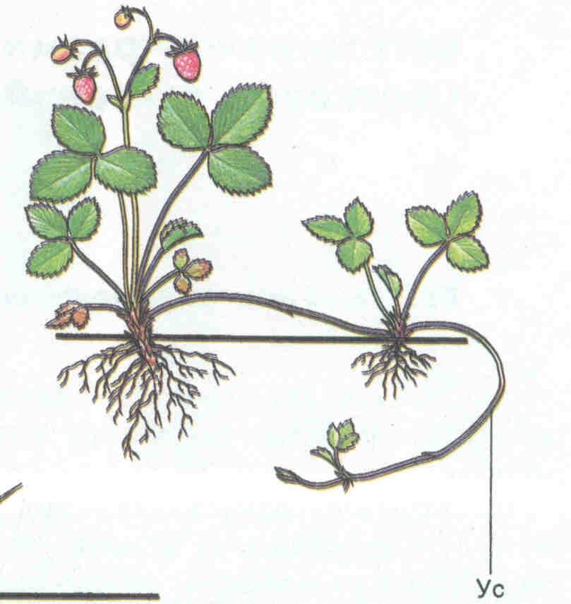  Для размножения используем только первую розетку,она самая сильная   