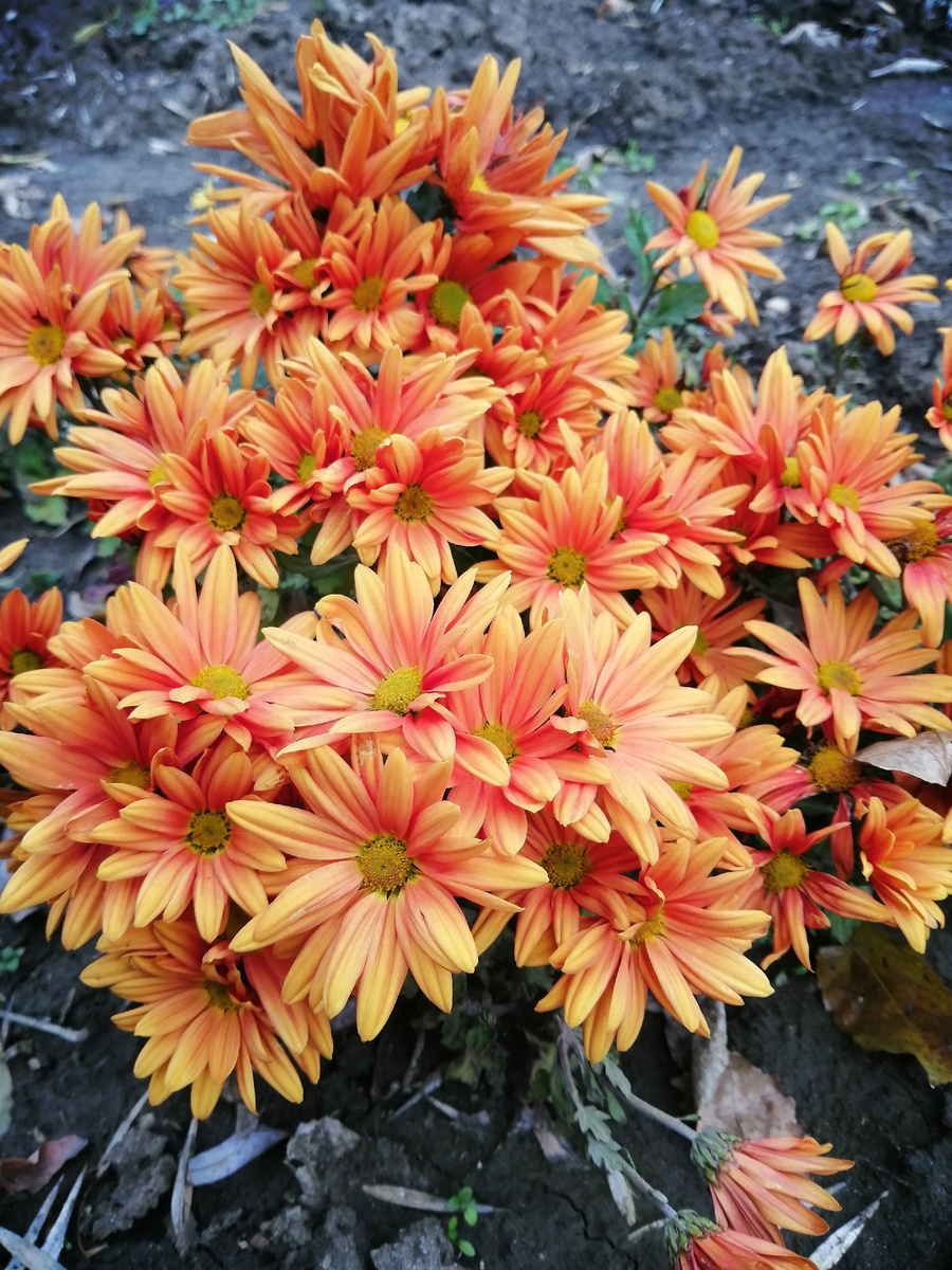 Хризантема корейская "Рейган" 