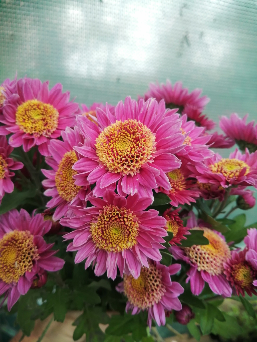 Корейка с необычными анемоновидными соцветиями