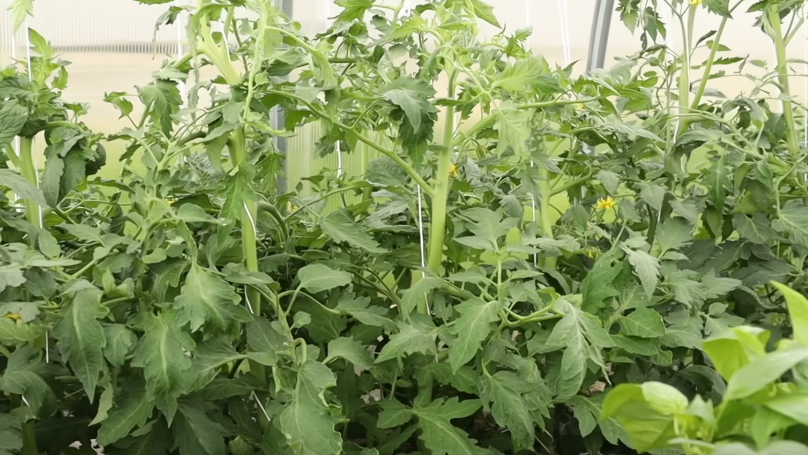 Подчинил мощные томаты за 72 часа одним порошком. Завязи пошли волнами даже в +38°C