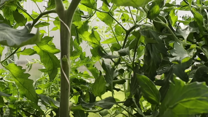 Стебли потолстели до 2-3 сантиметров. 