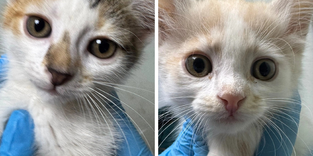 Крошечные котята выживали одни на улице.