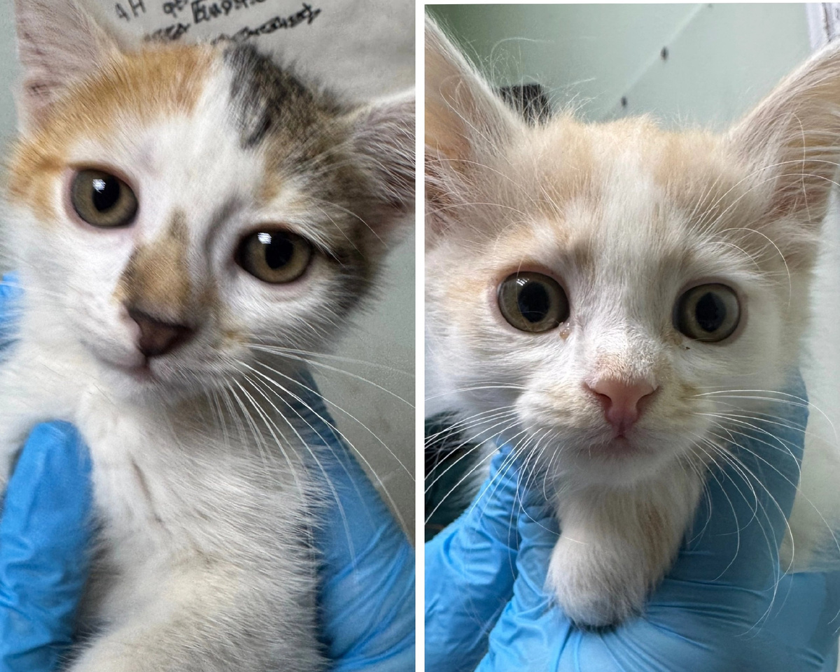 Фасолинка и Горошек