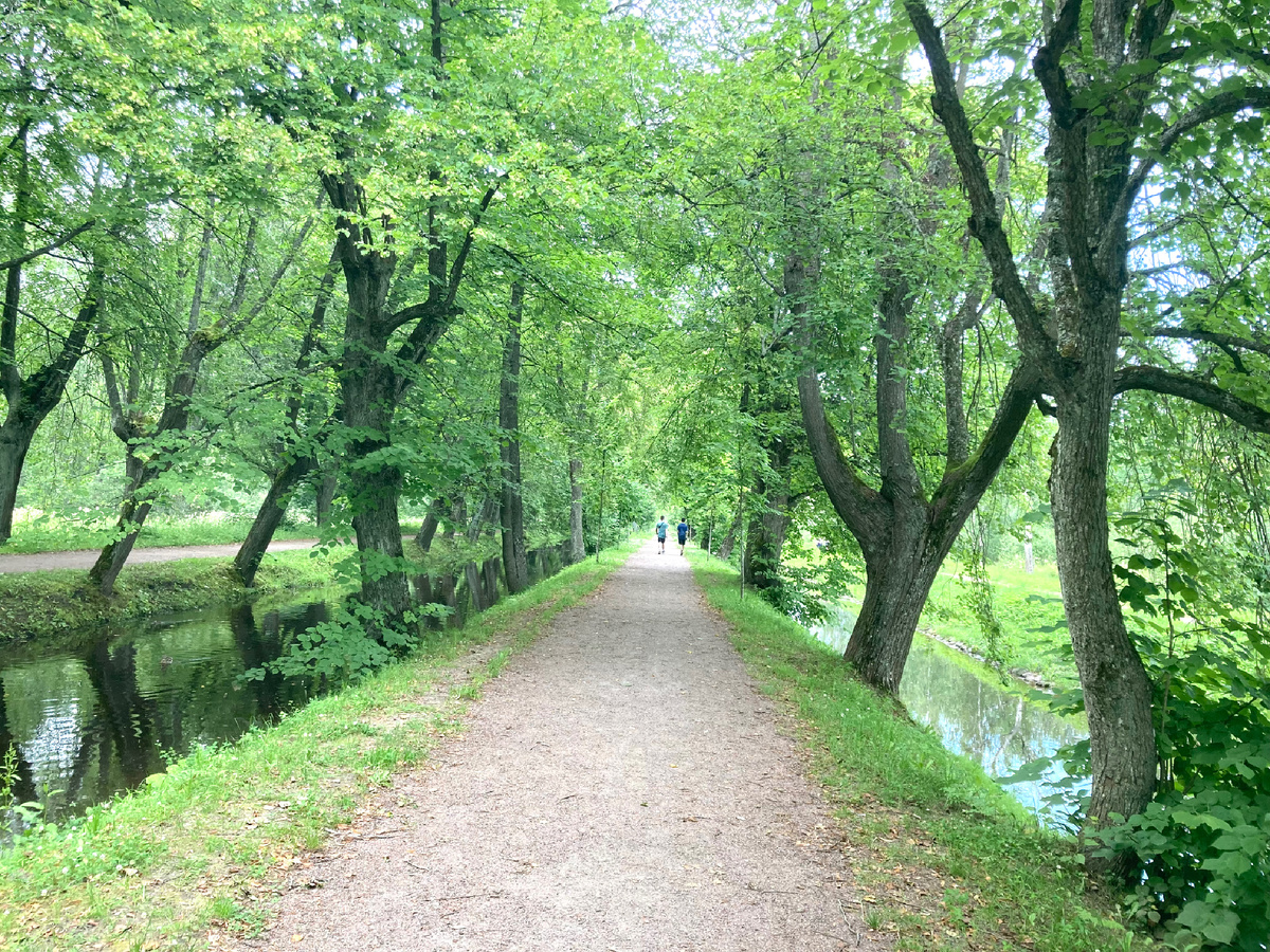 Самсониевский водовод и центральная аллея. Фото автора.