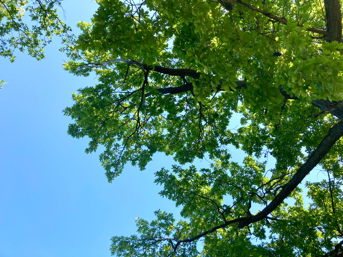 Дубы и небо в Луговом парке. Фото автора.