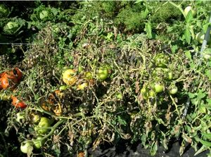 Растения, пораженные фитофторозом, выглядят как обоженные.