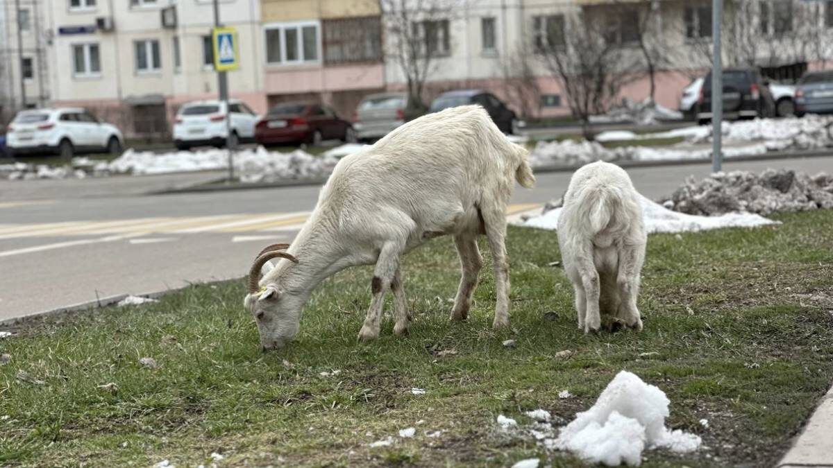    Фото: Пелагия Замятина / Вечерняя Москва