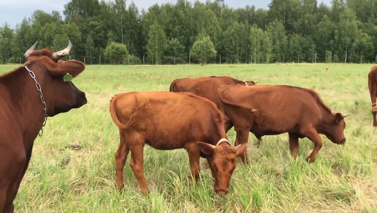Русская Бурёнка