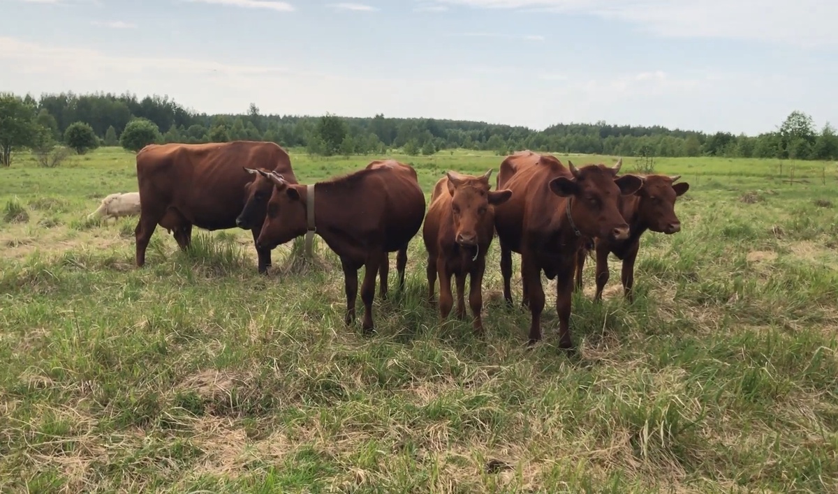  Русская Бурёнка