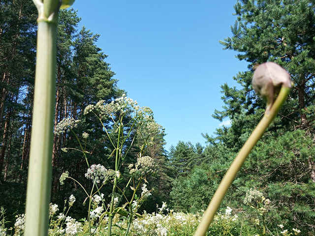 Куда сообщать, если увидел заросли борщевика Сосновского в Тверской области