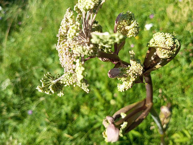 Куда сообщать, если увидел заросли борщевика Сосновского в Тверской области