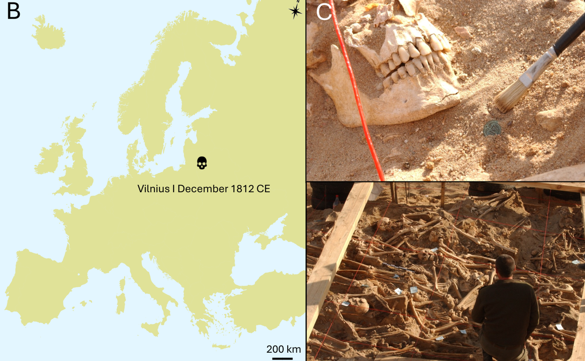   Remi Barbieri et al. / bioRxiv, 2025