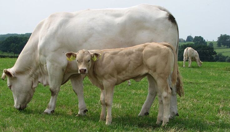 Аквитаннская корова с теленком