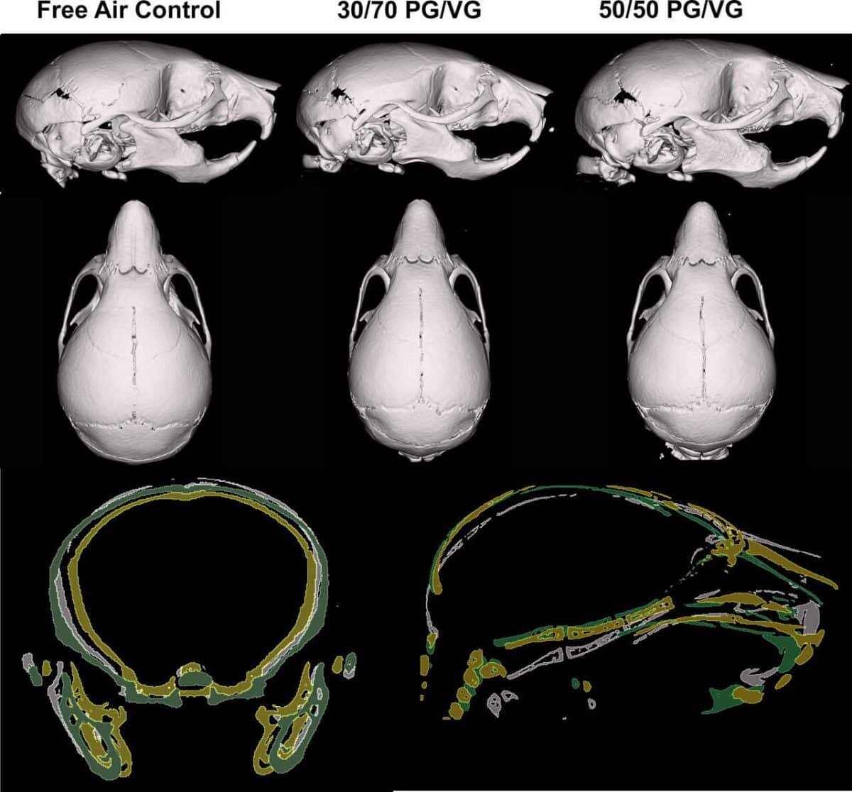    Изменения в строении черепа мышат в результате внутриутробного воздействия аэрозоля от жидкостей для электронных сигарет. Слева направо: контрольная группа, PG/VG 30/70, PG/VG 50/50 / © Ethan Richlak, Logan Shope, Ethan Leonard et al., PLOS One (2025)