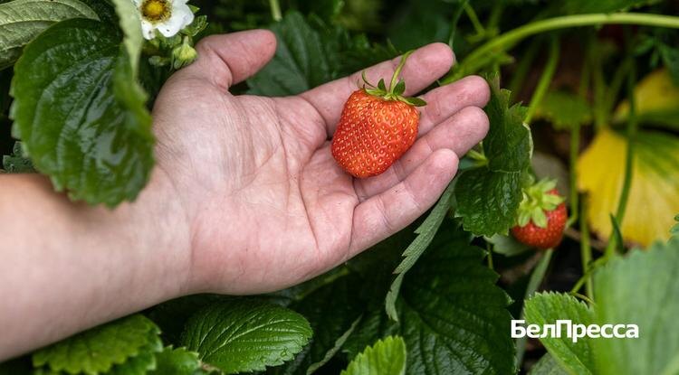 Фото: Алексей Дацковский