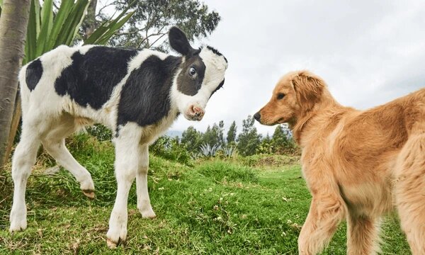 Теленок и щенок