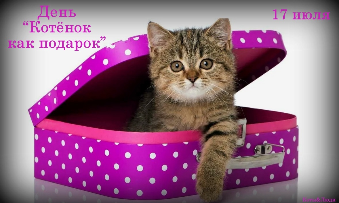 Коллаж автора. Источник фото: market.yandex.ru