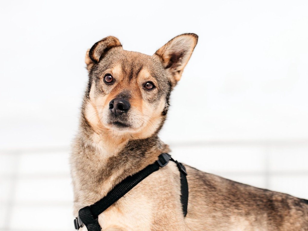    Фото © Предоставлено фондом «Ника»