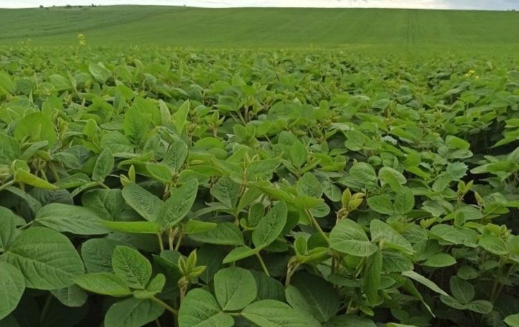    Фото: Филиал ФГБУ Россельхозцентр по Республике Хакасия