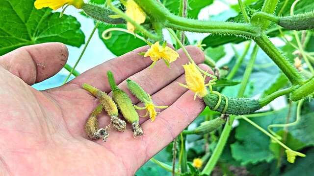 Почему желтеют и опадают завязи у огурцов: основные причины и способы спасения урожая