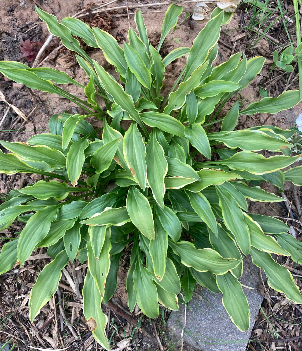 Хоста Tattle tails - пустые сплетни