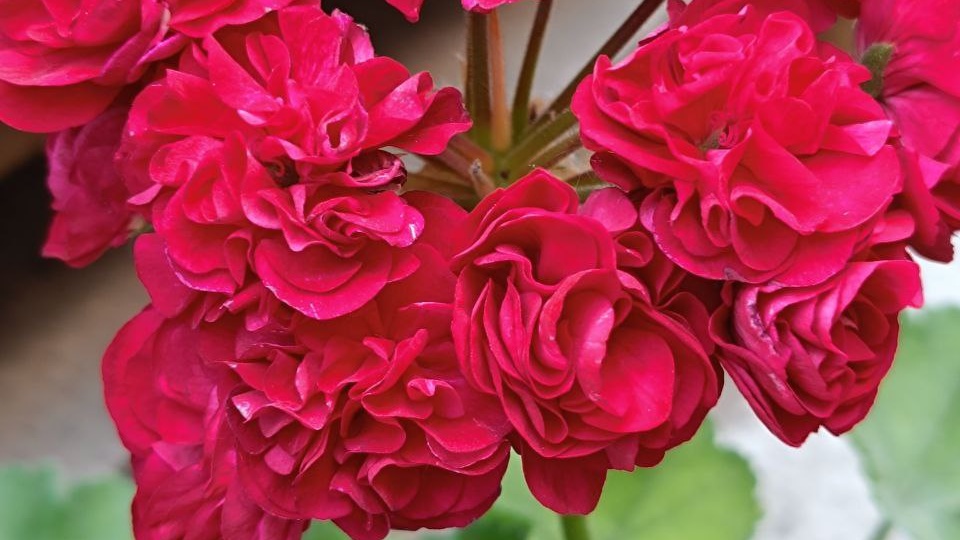 Обзор пурпурных и бордовых пеларгоний