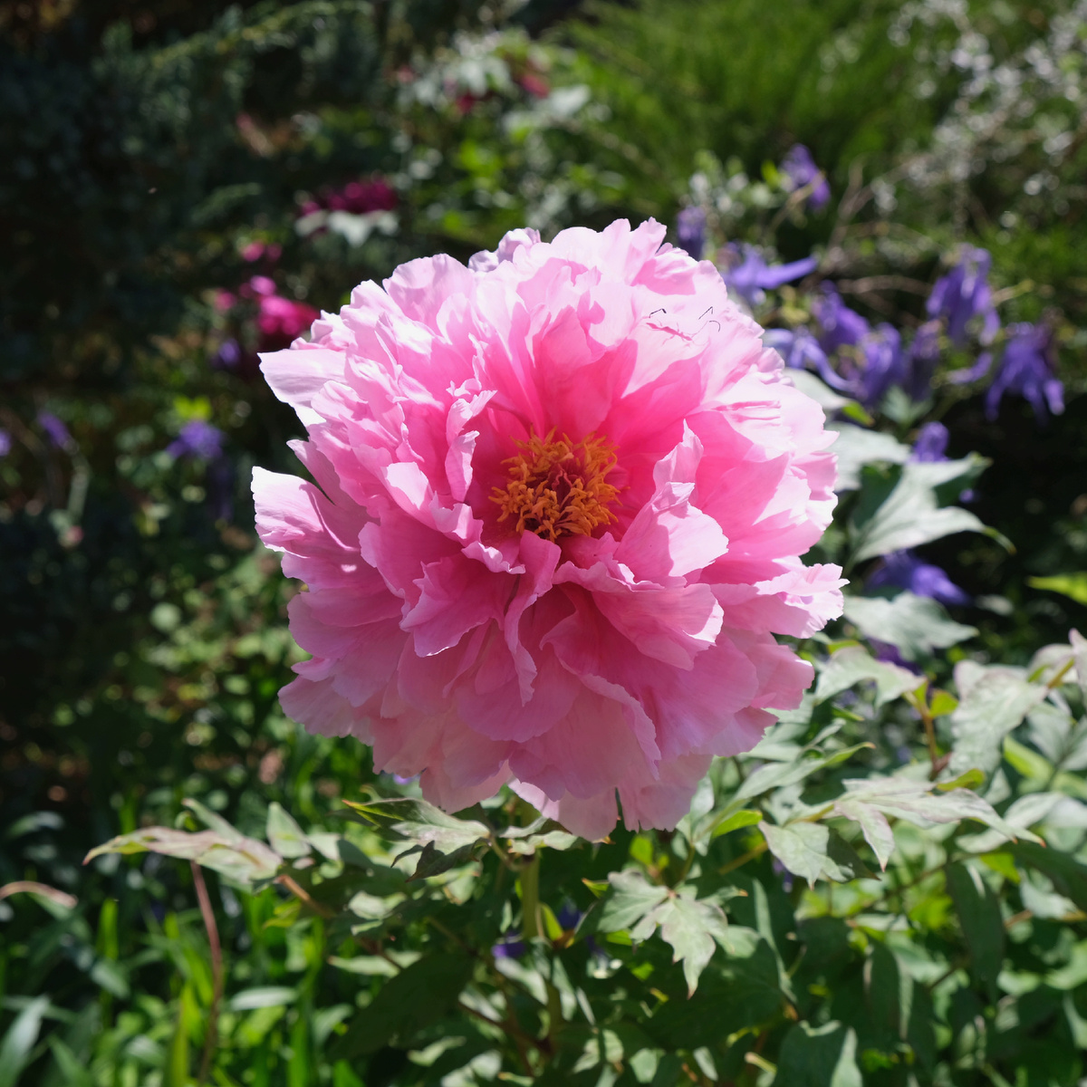 Сортовой древовидный пион