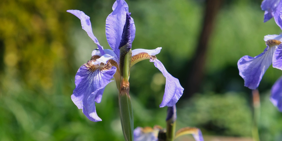 Садовый дневник: начало июня, пионы, ирисы, аквилегии и другое