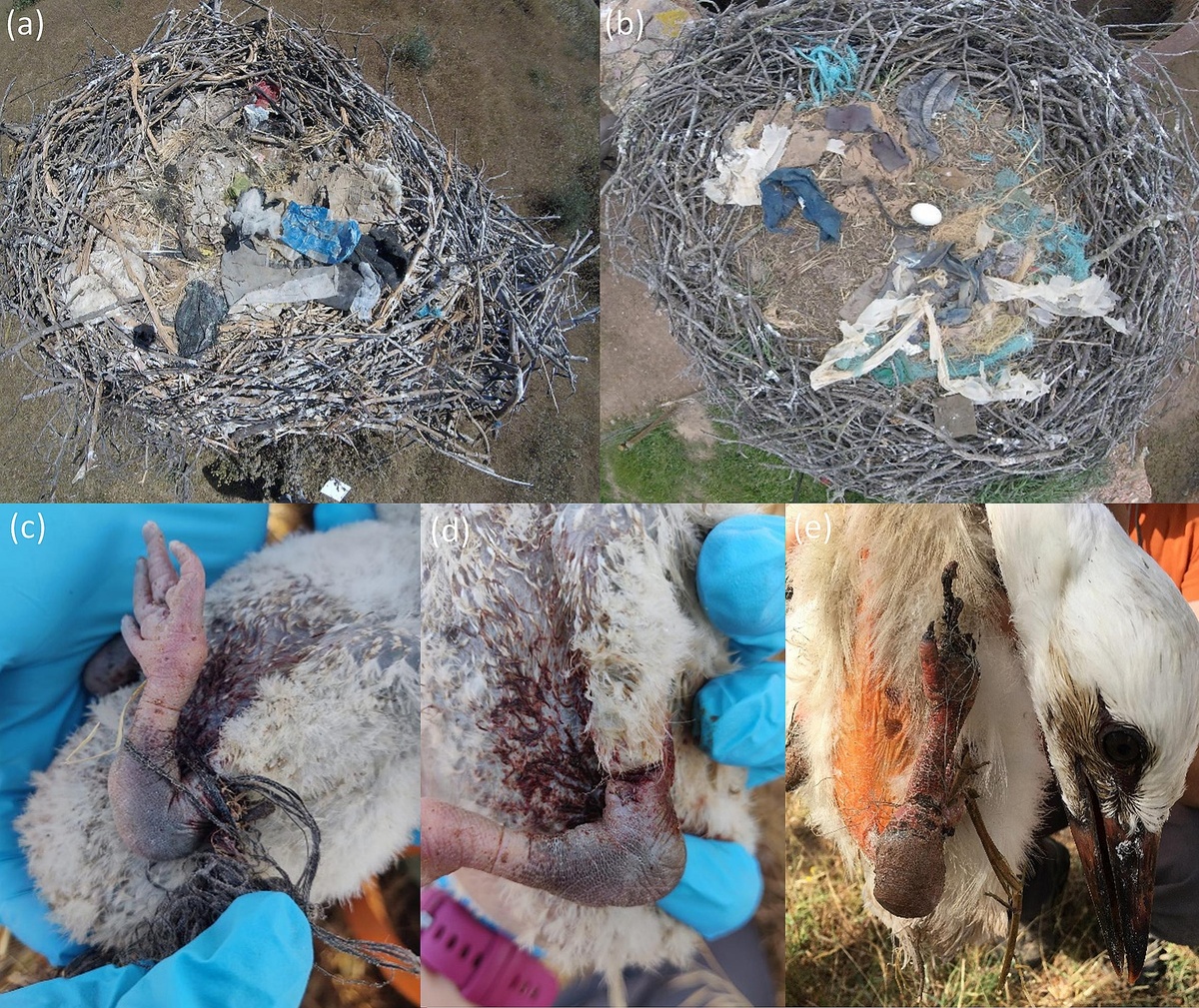 Фотографии из научного исследования