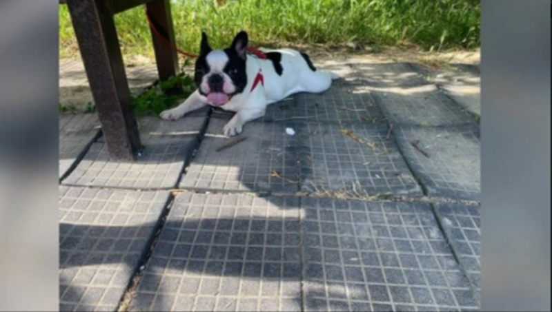    Фото: скриншот из личного архива хозяев собаки