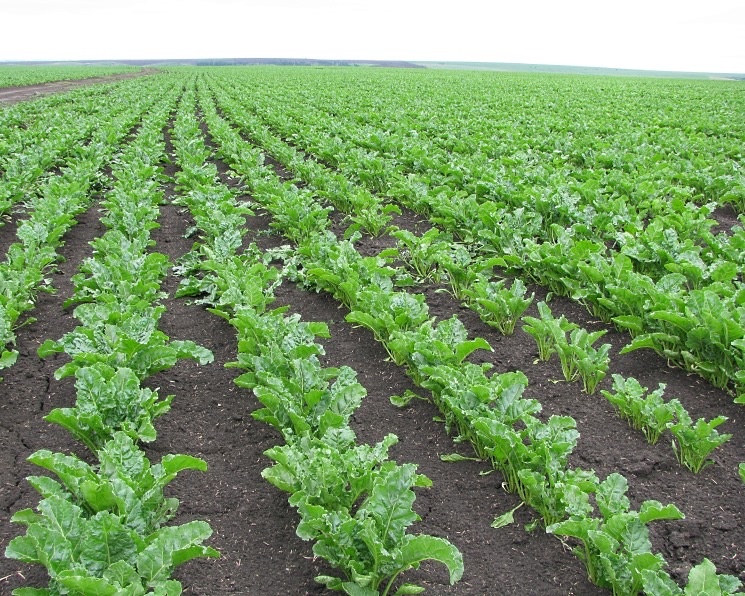 Поле с сахарной свеклой 