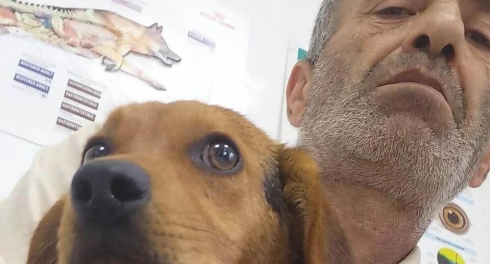    ветеринарная клиника "СОЛНЕЧНЫЙ ПЕС" Воронеж / «ВКонтакте»