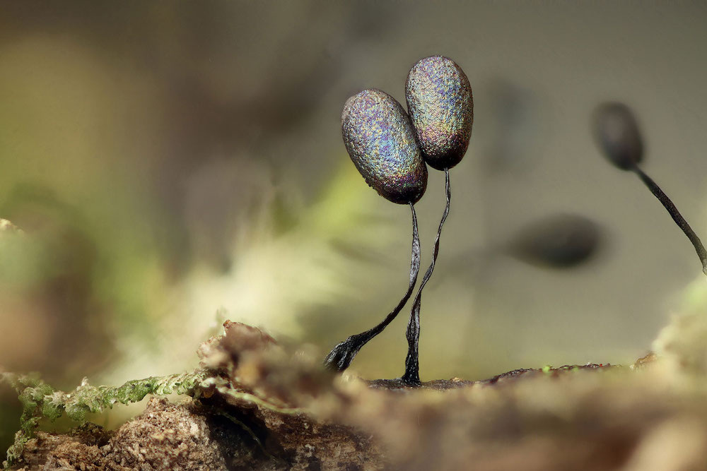 «Слизевики» (их высота – 3мм). Автор: Сара Ллойд