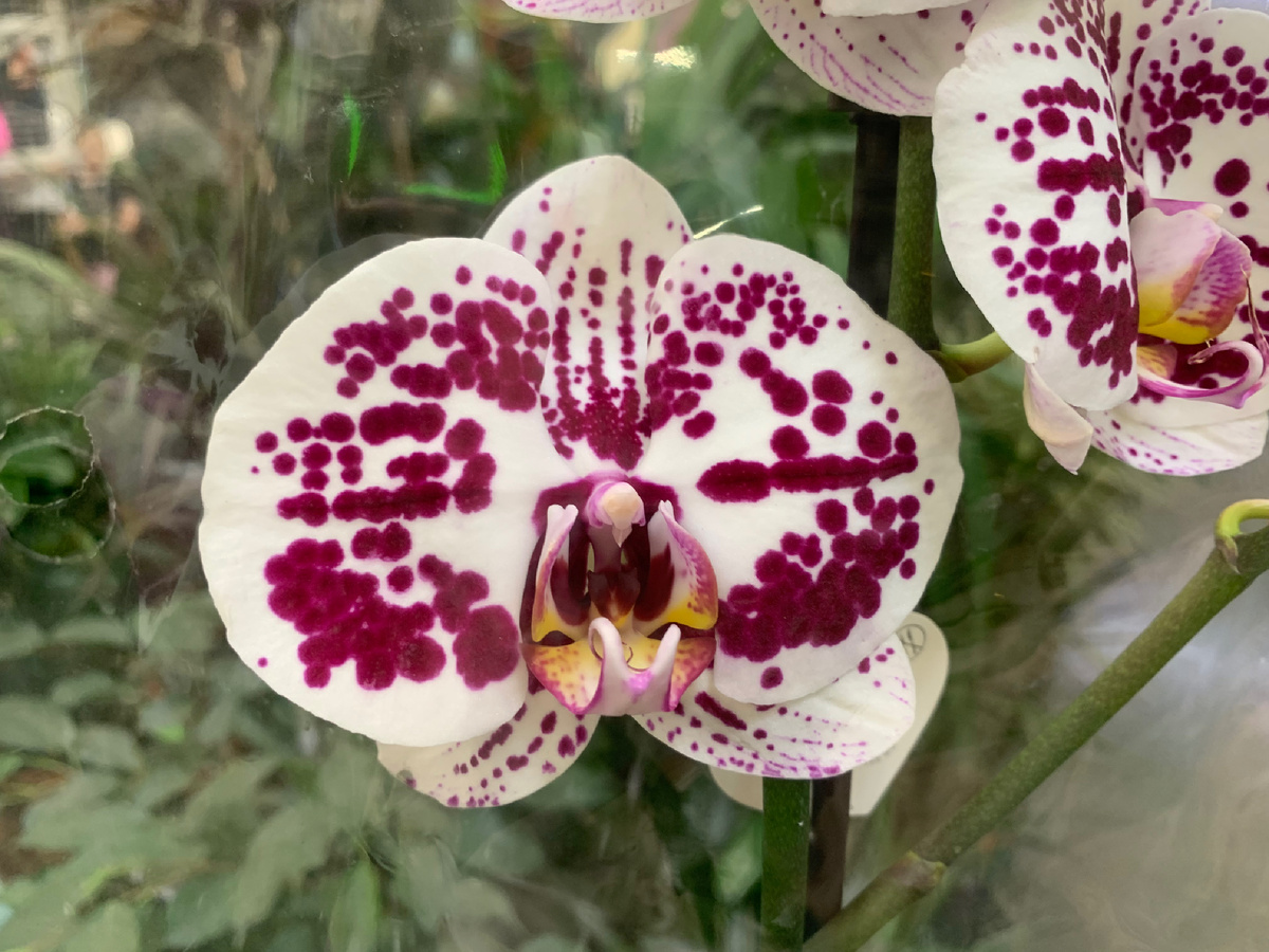 Орхидея Фаленопсис SECRET MES. Фото автора