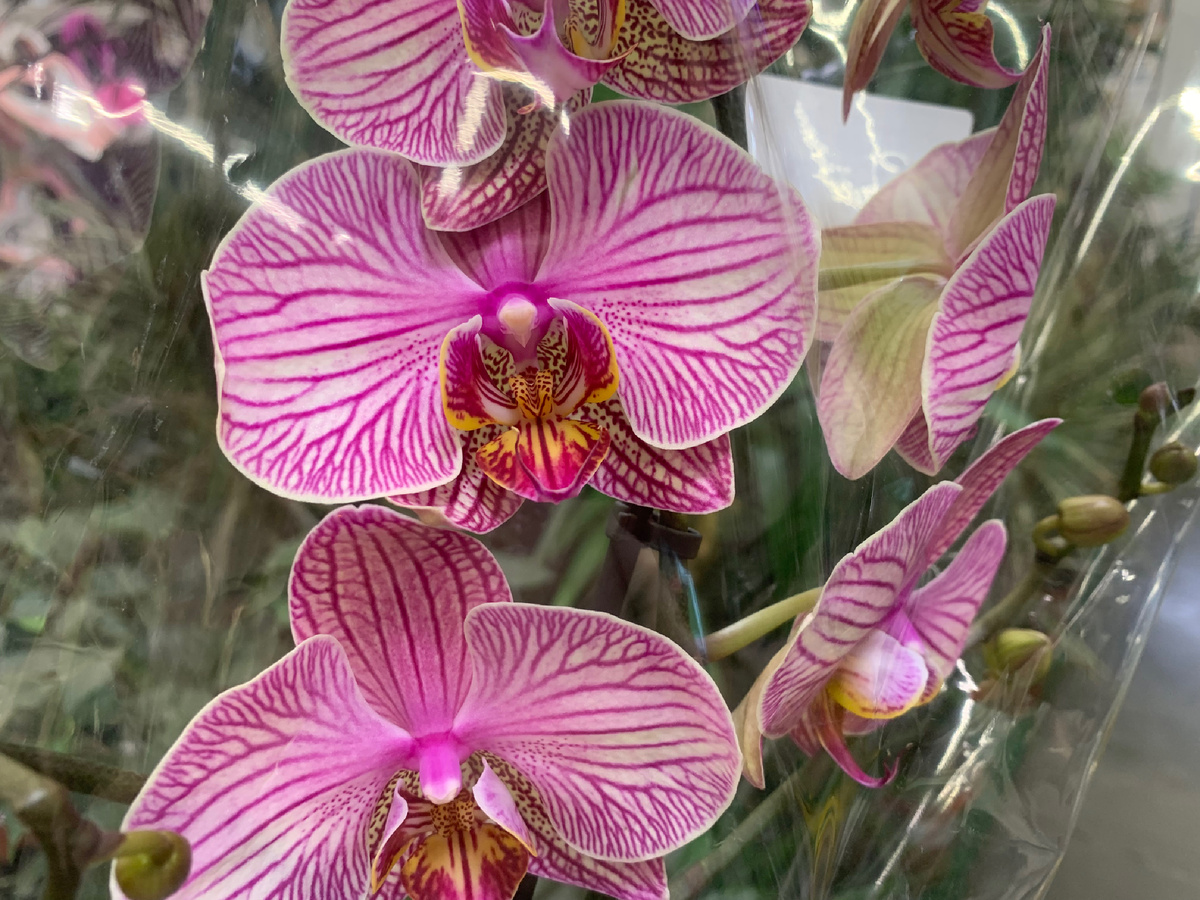 Орхидея Фаленопсис JUPITER. Фото автора