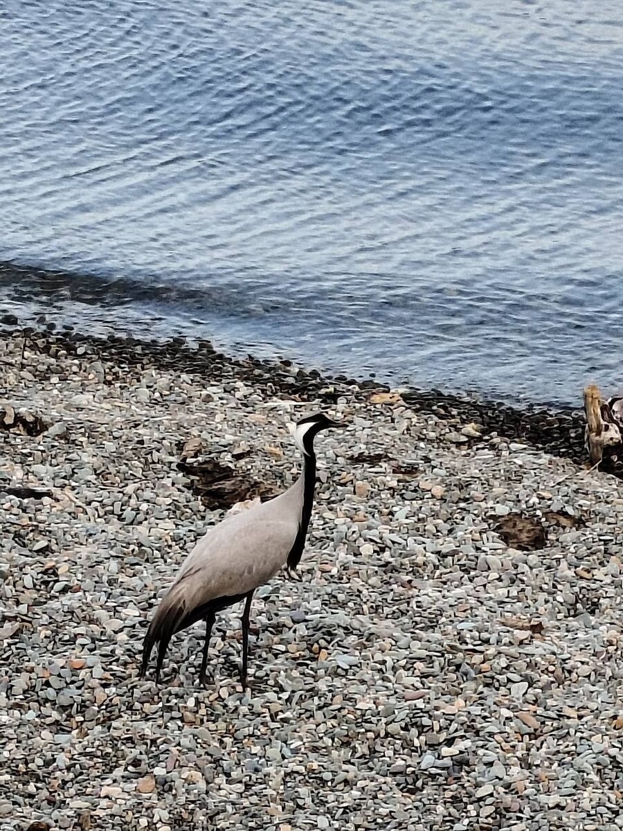    Редкий журавль-красавка на берегу Телецкого озера. Источник: Ринат Сибгатуллин