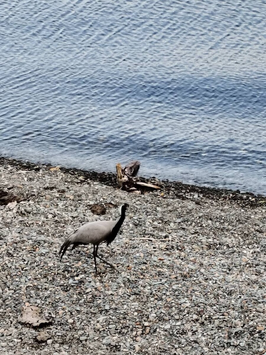    Редкий журавль-красавка на берегу Телецкого озера. Источник: Ринат Сибгатуллин
